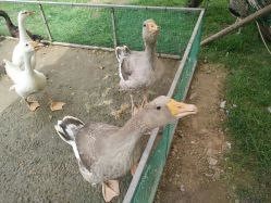 -萌宠亲子动物乐园(槐房万达店)