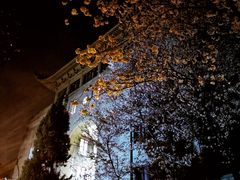 -武汉大学-樱园