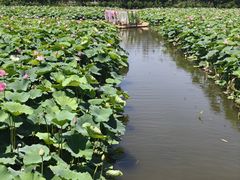 -渌洋湖湿地公园
