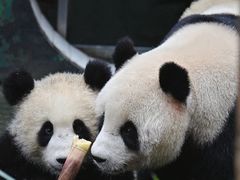 -中国大熊猫保护研究中心雅安碧峰峡基地