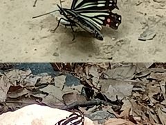 -大觉寺-停车场