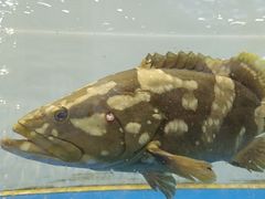 -后田海鲜餐厅(南澳香湖湾店)