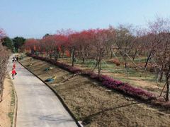 -天适樱花悠乐园