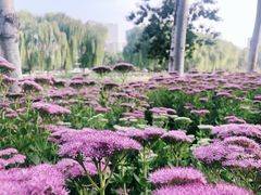 -大兴滨河森林公园