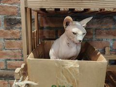 -豆逗聊愈猫阁Easy Life