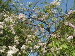 -柬埔寨国家博物馆