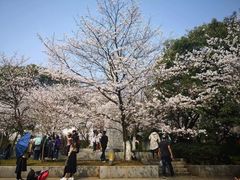 -武汉大学-樱园
