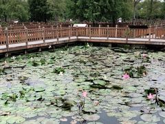 -五缘湾湿地公园