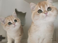 -东方名猫馆·英短金渐层布偶猫舍(环线广场1号楼店)