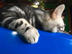 -喵店&猫咖
