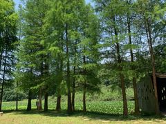 -南宁良凤江国家森林公园