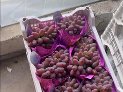 -马陆小张葡萄园农家乐