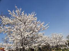 -顾村公园