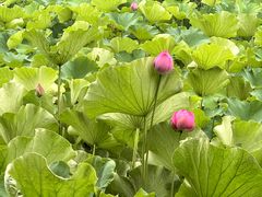 -沐仙湖湿地公园
