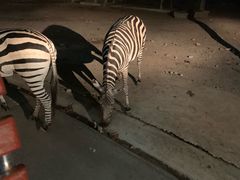 -清迈夜间动物园