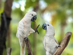 -广州长隆野生动物世界