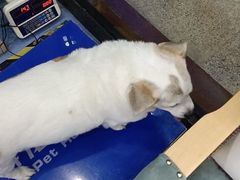 -博特宠物医院24h犬猫全科.骨科·异宠