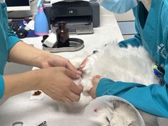 -中农国际动物医院24小时·猫科·骨科·急重症中心