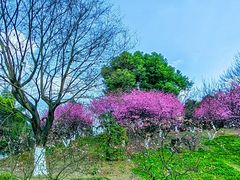 -秀丽东方