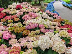 -上海鲜花港