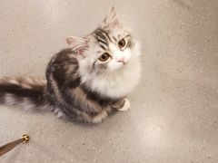 -飞行喵MR PILOT|猫舍·猫咖(静安大融城店)