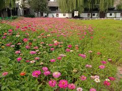 -百花洲