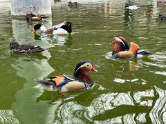 -栾川竹海野生动物园