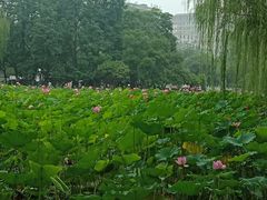 -莲湖公园