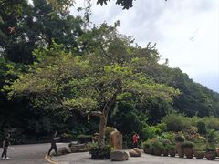 -深圳仙湖植物园