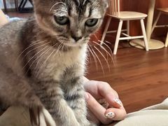 -楼上猫咖(罗湖店)