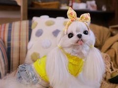 -萌宠之家·腊肠犬·马尔泰·小体犬舍
