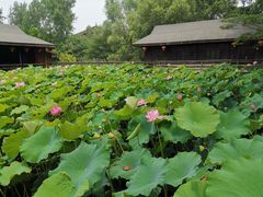 -溱湖国家湿地公园