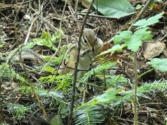 -五营红松林海景区