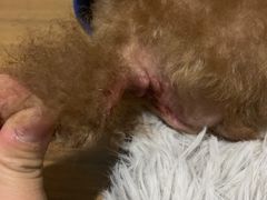 -佳雯宠物医院(金华南路分院)