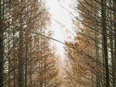 -桤木河湿地公园