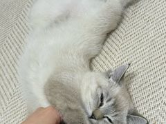 -瑞鹏宠物医院·夜间急症·心超·猫科(祖庙分店)