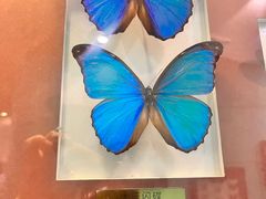 -上海昆虫博物馆