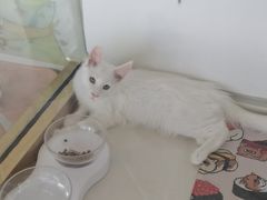-糯米喵星人总部直营旗舰店·猫舍·幼猫出售