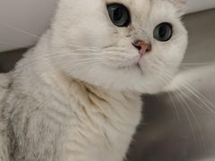 -瑞鹏宠物医院犬猫全科(真大分院)