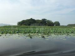 -微山湖红荷湿地景区