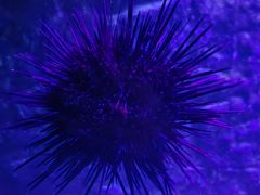 -北戴河圣蓝海洋公园