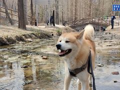 -白水寺森林公园