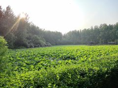 -合肥滨湖国家森林公园