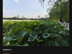 -莲花池公园