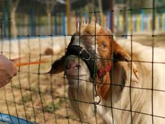 -武汉紫薇都市田园