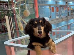 -FAELING PETS美天灵宠物(合生汇店)