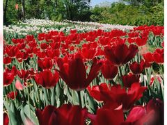 -北京国际鲜花港