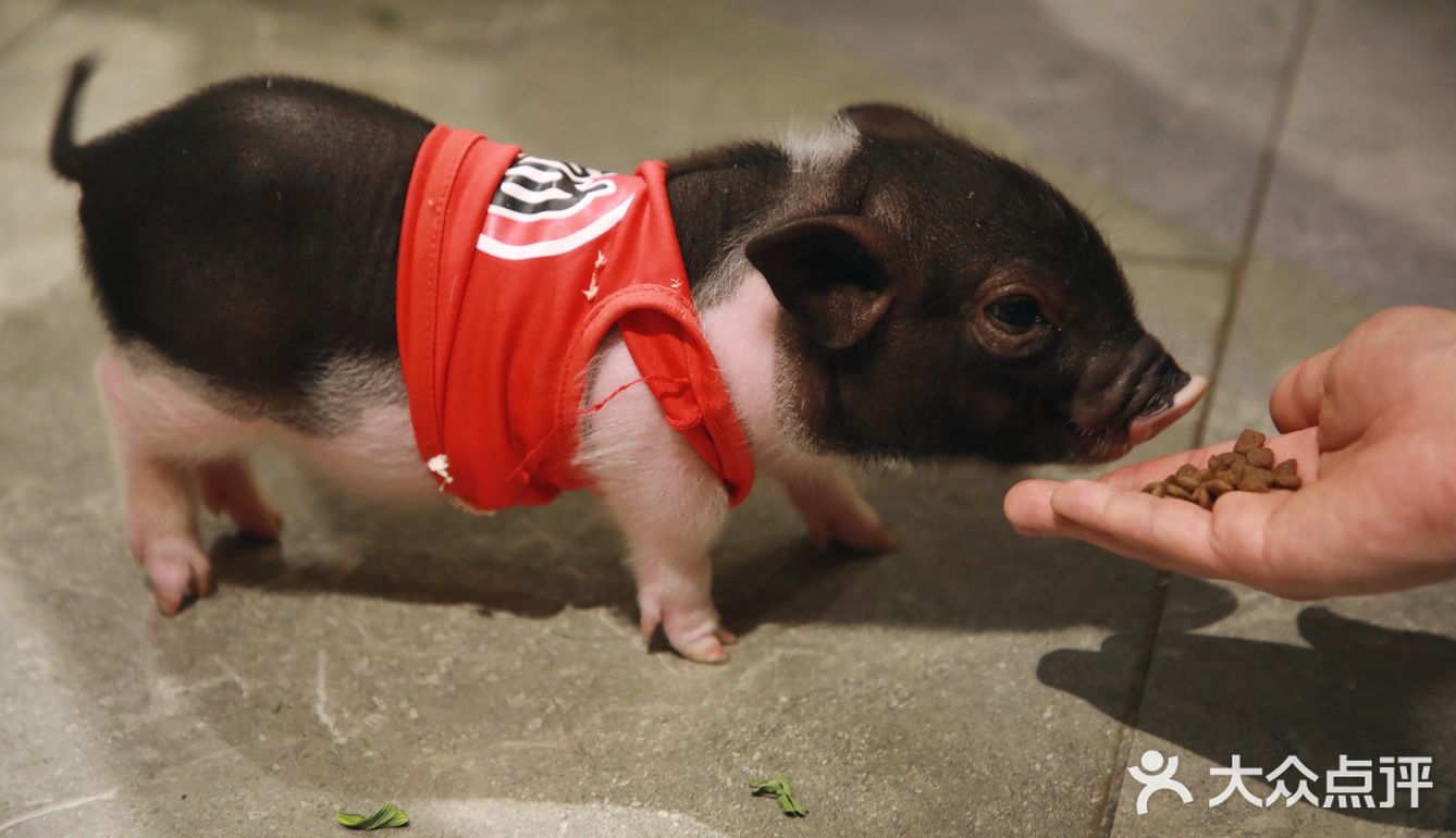 在线和宝宝一起撸小香猪