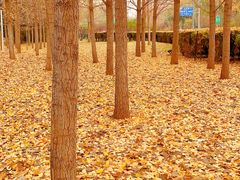 -廊坊文化艺术中心