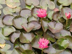 -国家植物园南园